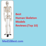 Best Human Skeleton Models 2021 – Reviews & Buyer’s Guide (Top 10)