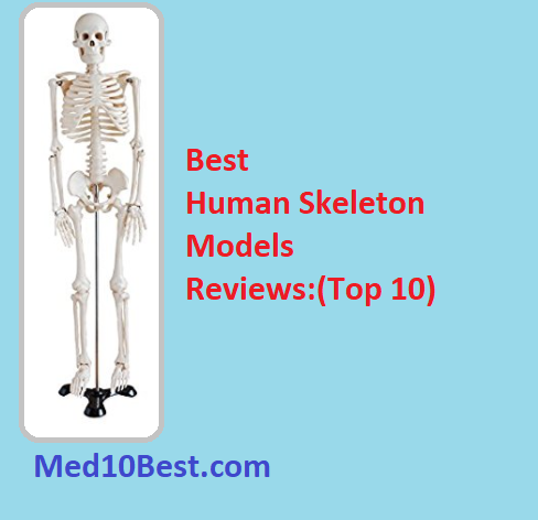 Best Human Skeleton Models
